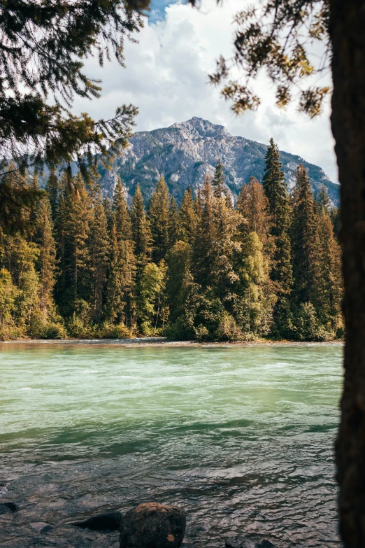 trees line the bank of a river with a mountain in the distance