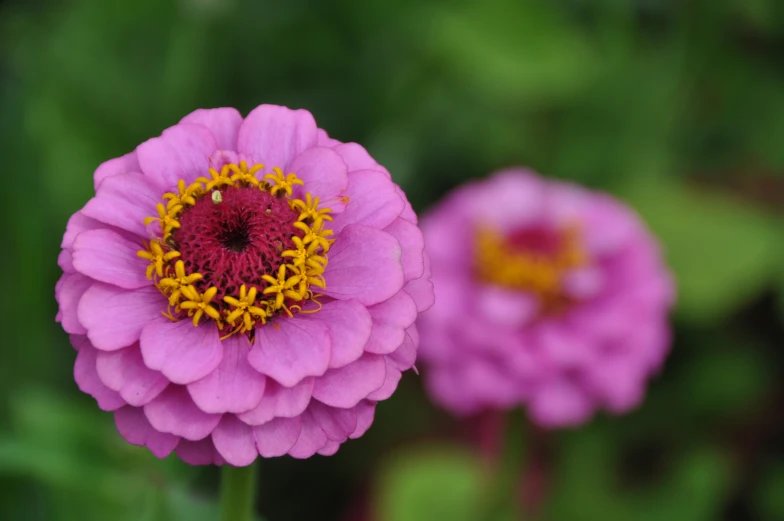 two very pretty pink flowers next to each other