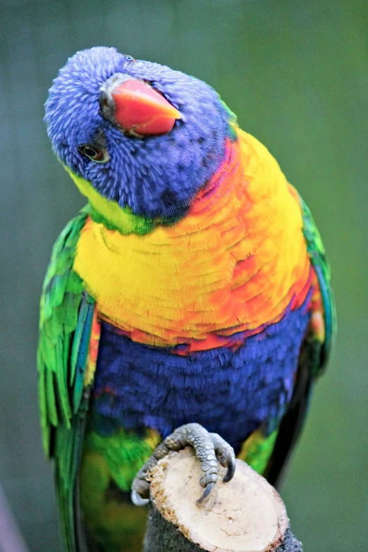 a close up of a multi colored bird on a nch