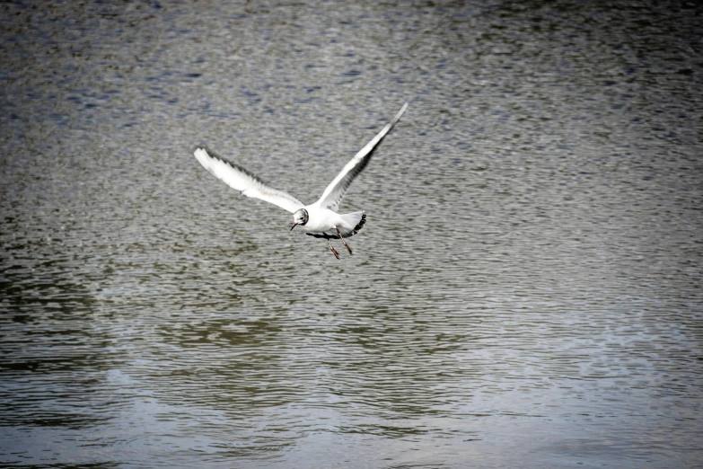 there is a white bird flying over the water