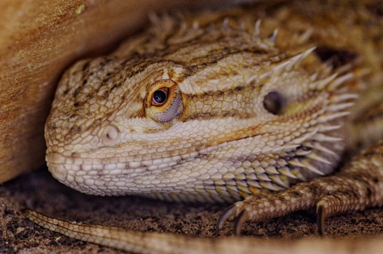 an image of the face and head of a lizard