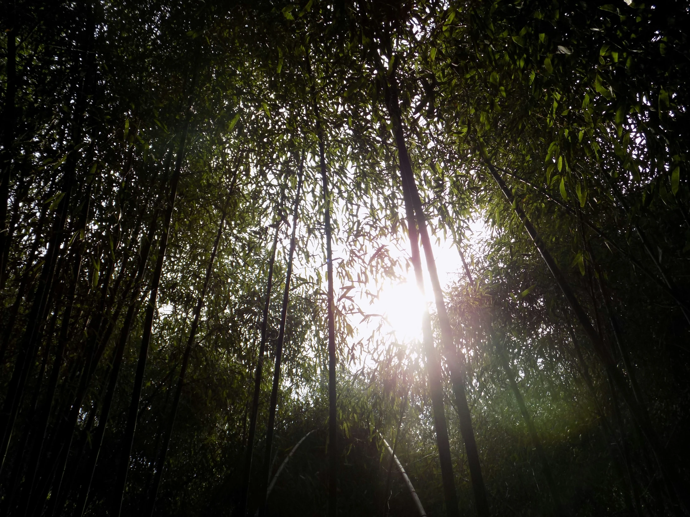 sunlight is shining through the green trees in the woods