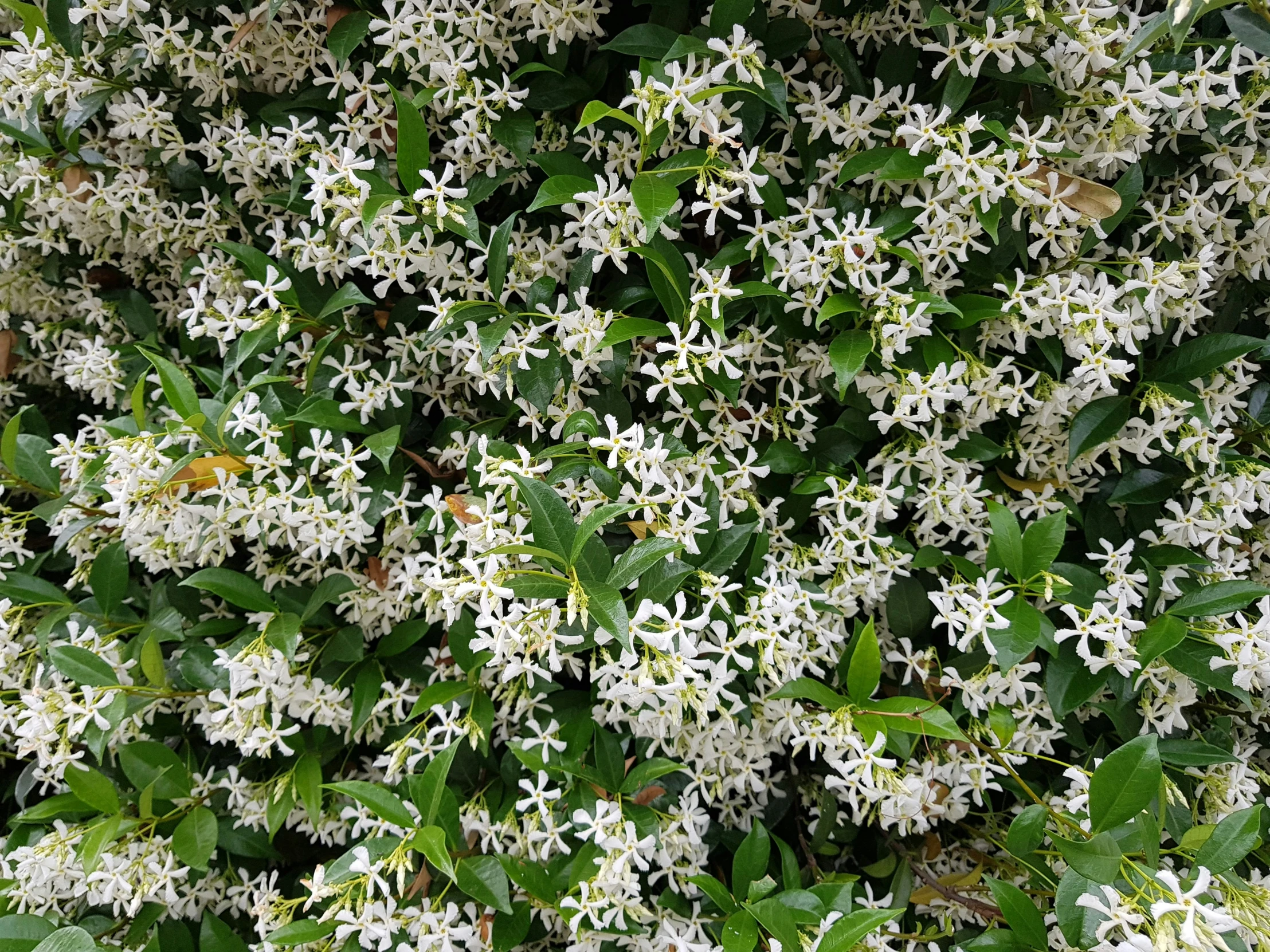 several white flowers with green leaves are blooming on a tree