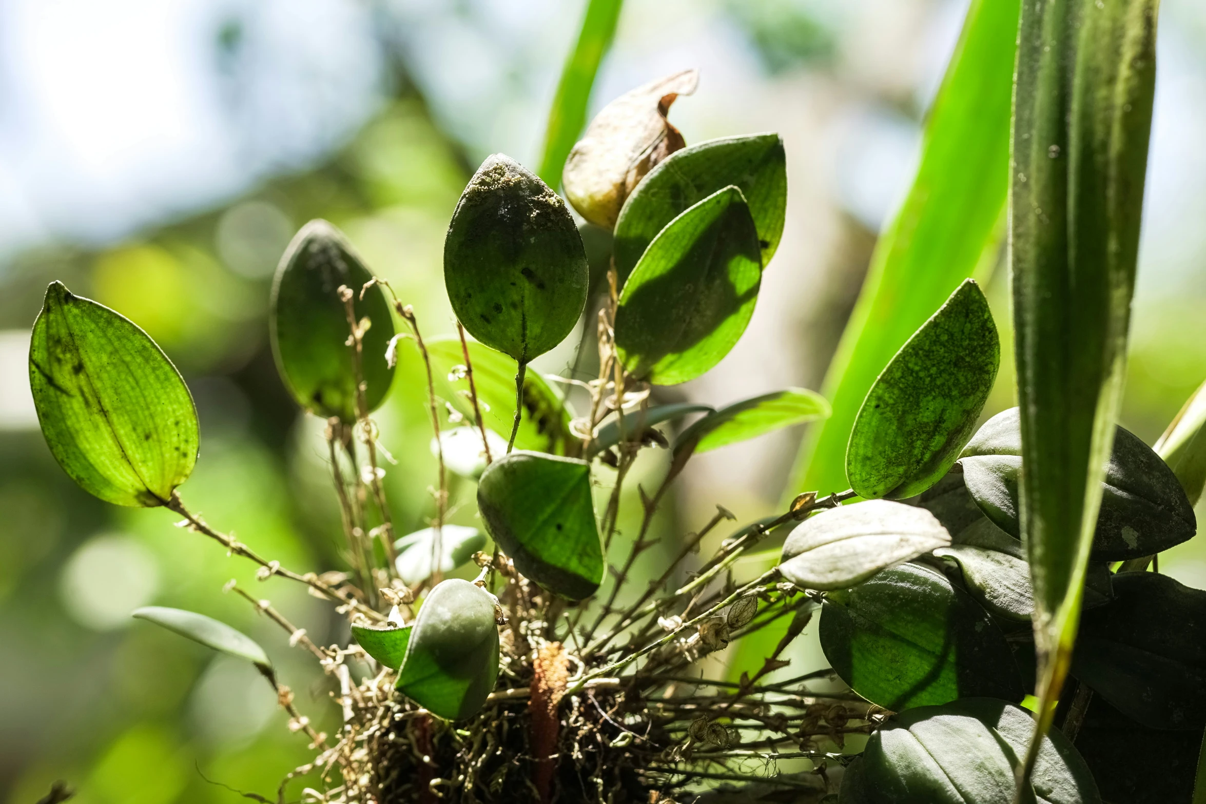 a small tree is covered in leaves and seed