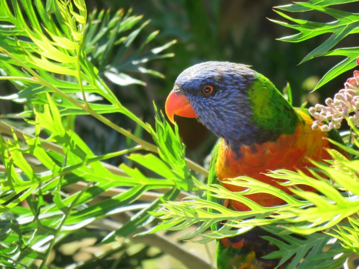 a brightly colored bird is perched in a tree