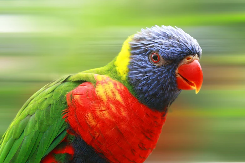 a parrot is standing on some logs looking intently