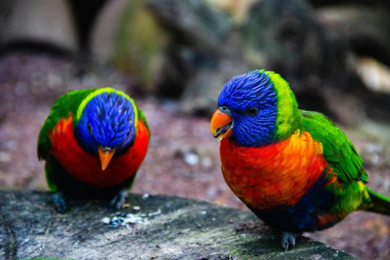 two colorful birds are perched on the tree