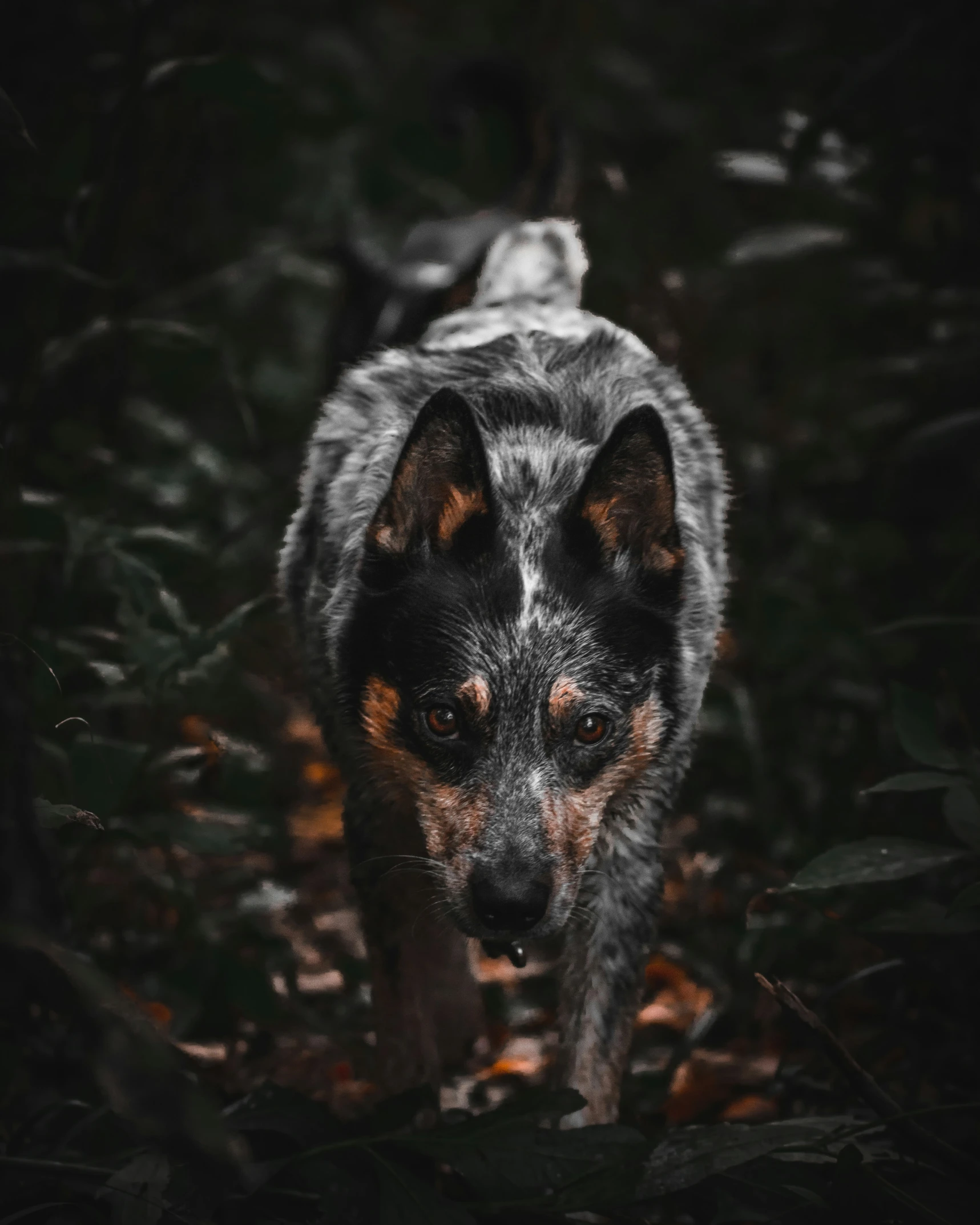 a black, brown and white dog walking in the woods