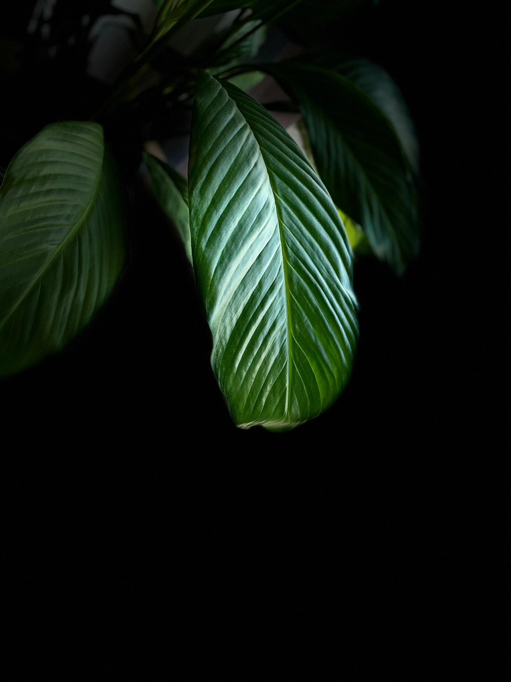 a dark and cloudy night with green leaves