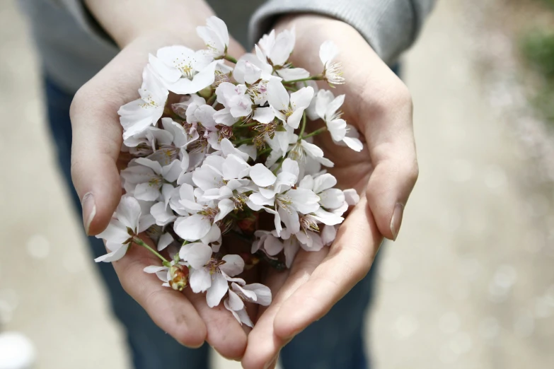 the person is holding some pretty white flowers