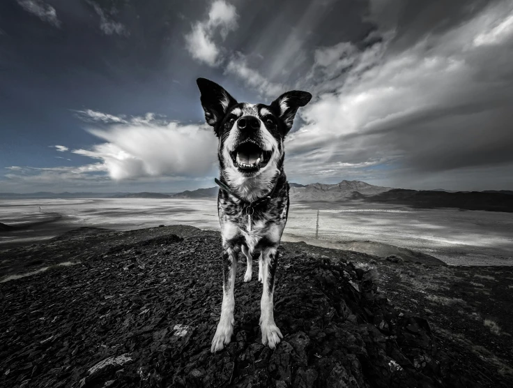 a dog is smiling brightly on a dark dirt field