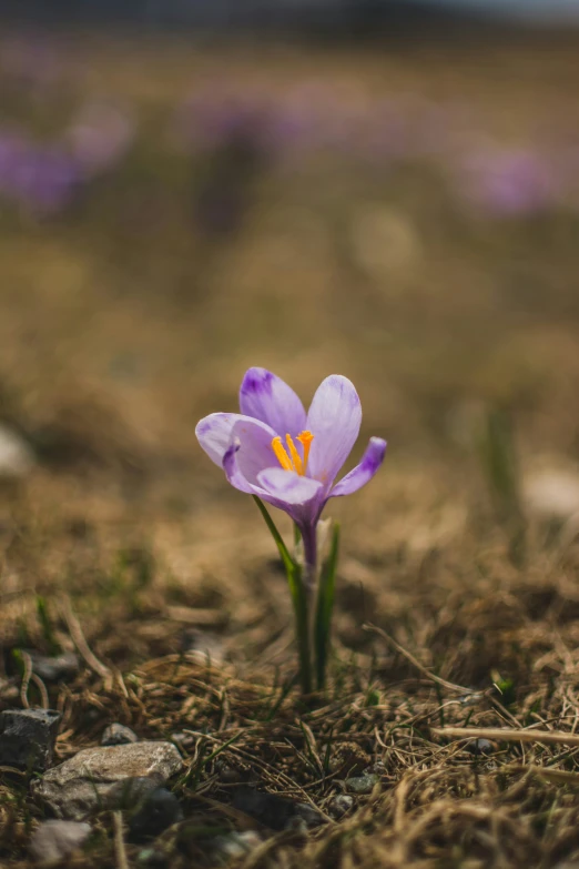 a lone purple flower on the ground by the water