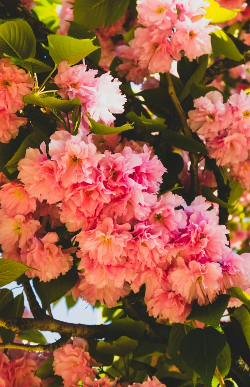 some pink flowers on a tree outside in the sunshine