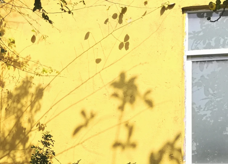 a yellow wall with some plants near it