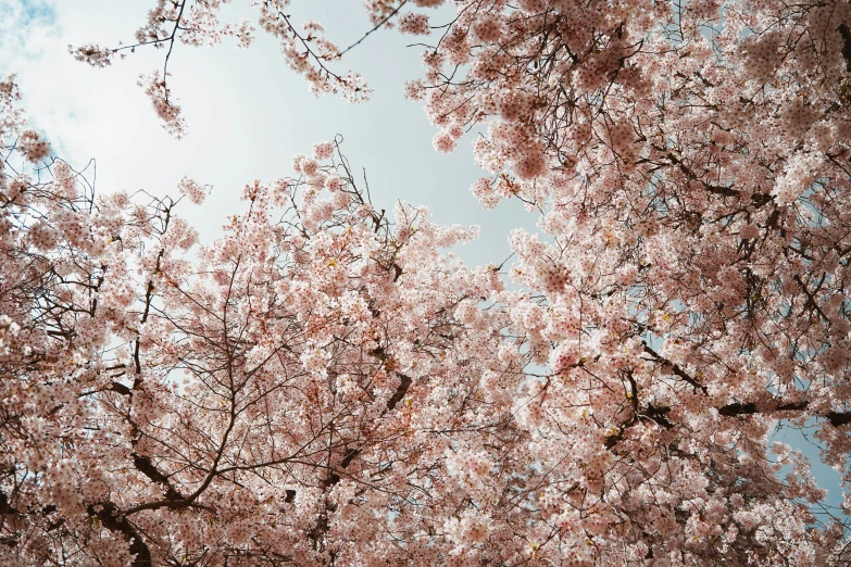 a large tree full of flowers with clouds in the background