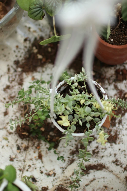 there are plants and dirt in the pot