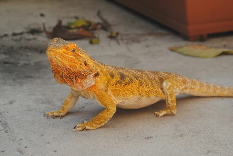a small yellow and orange geckoe standing on the ground