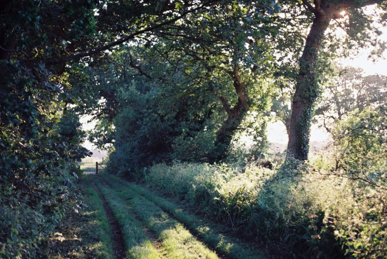 sunlight shines in through the trees on the right side of the path