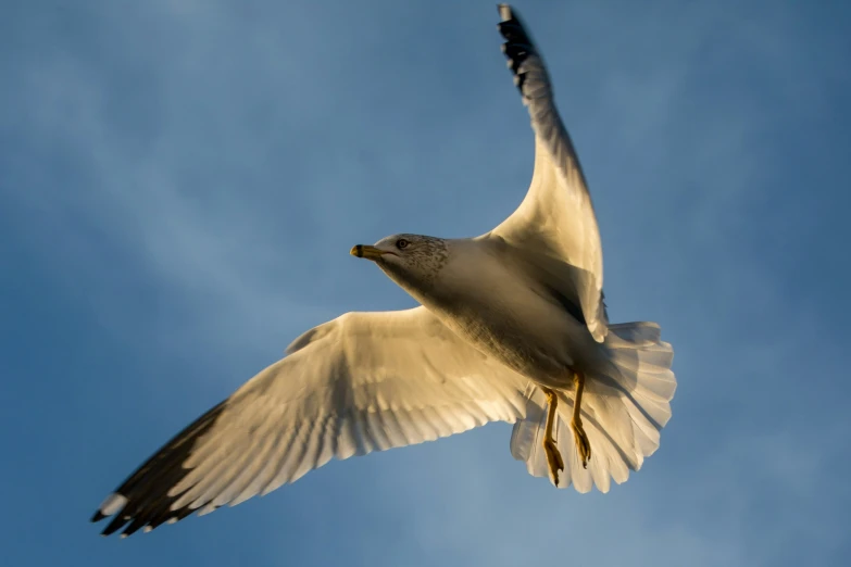 a large white bird with its wings open