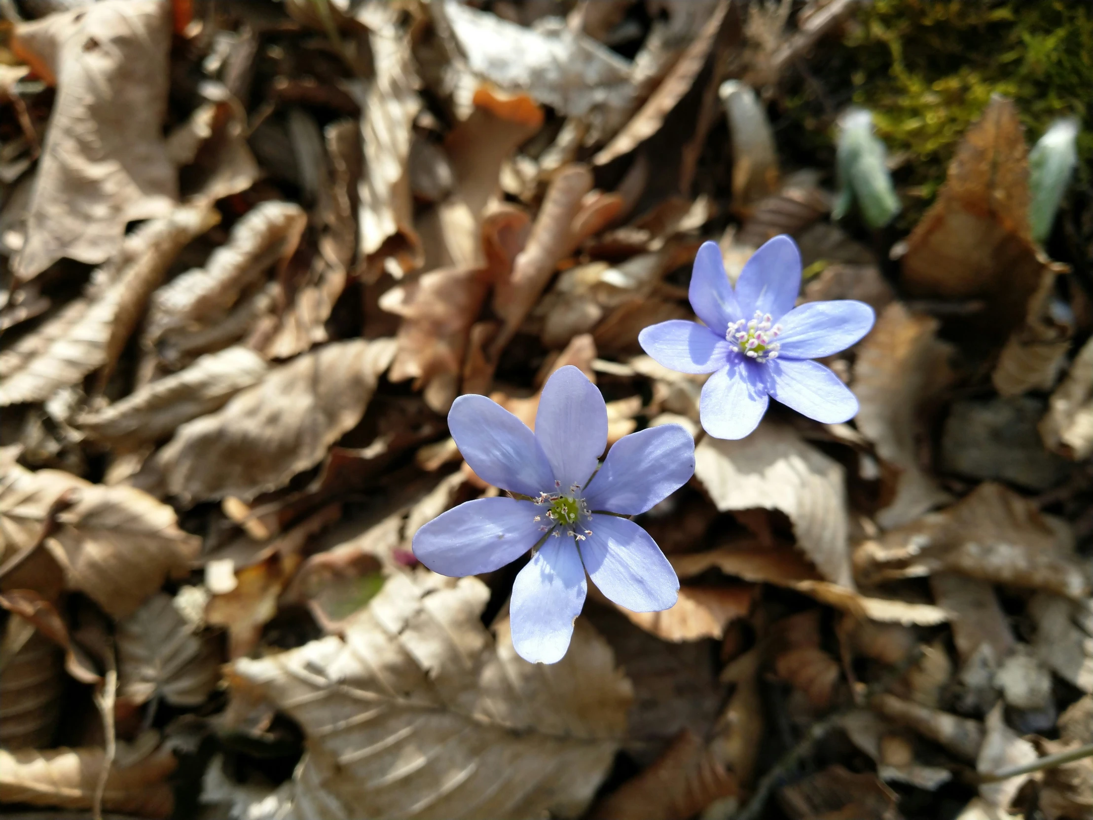 two purple flowers laying on a leaf covered ground