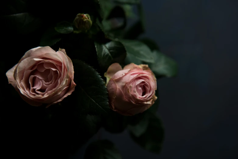 the pink roses are blooming next to each other