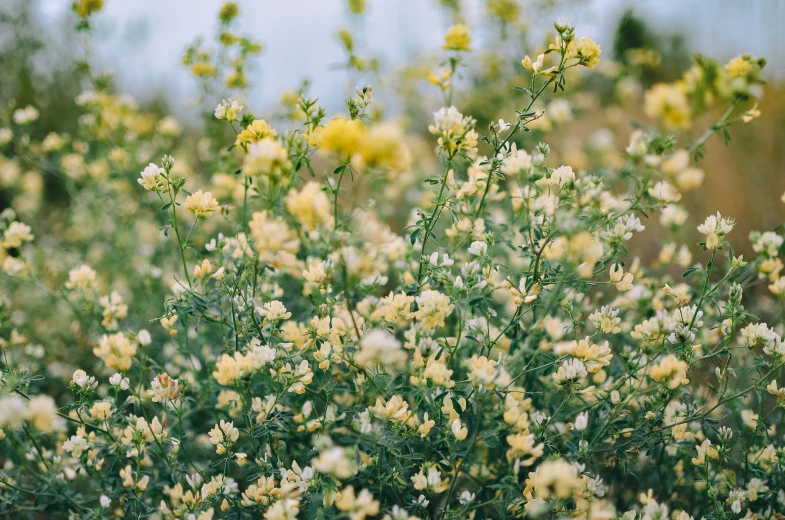 yellow flowers near each other in a field