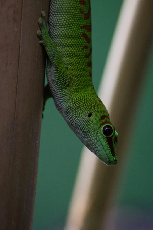 a very pretty little green lizard hanging on a pole