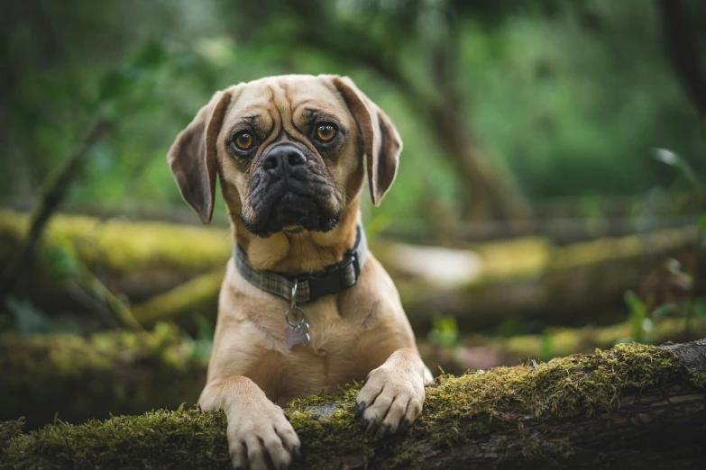 a brown dog standing on top of a tree stump