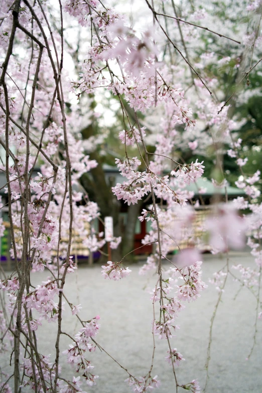 some pink flowers in the nches in front of some trees