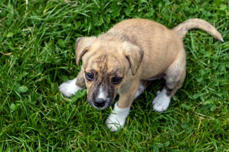 an adorable little puppy standing in the grass