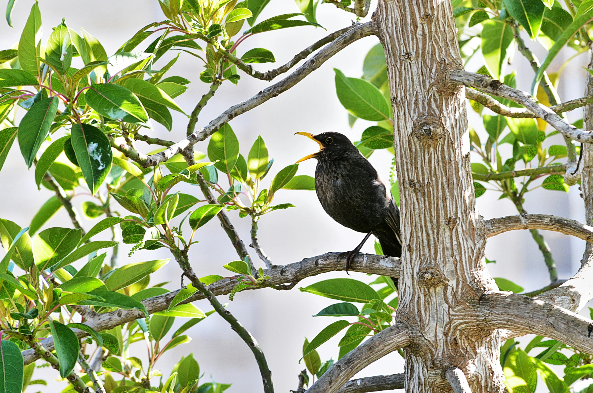 a bird is sitting in the nches of a tree