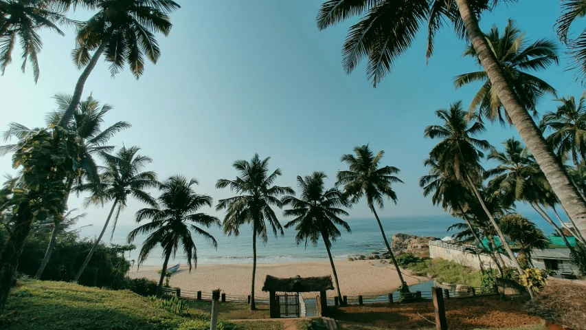 the tropical island is dotted with palm trees