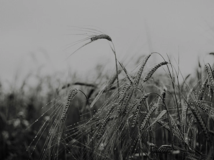 the side view of some very tall grass