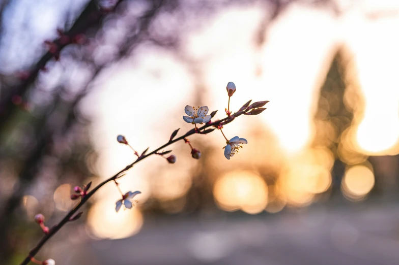 the flowers are budding and still in bloom