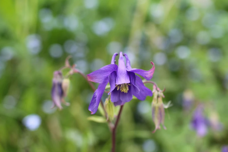 the wildflower is blooming very nicely outside