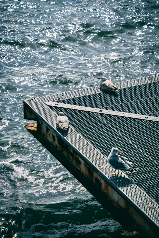 three seagulls perched on top of some fencing over a body of water