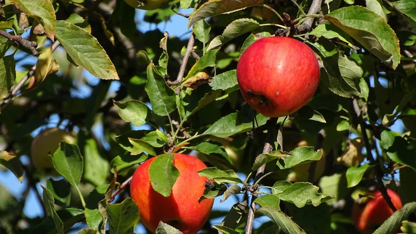 apples are growing on trees in the sunlight