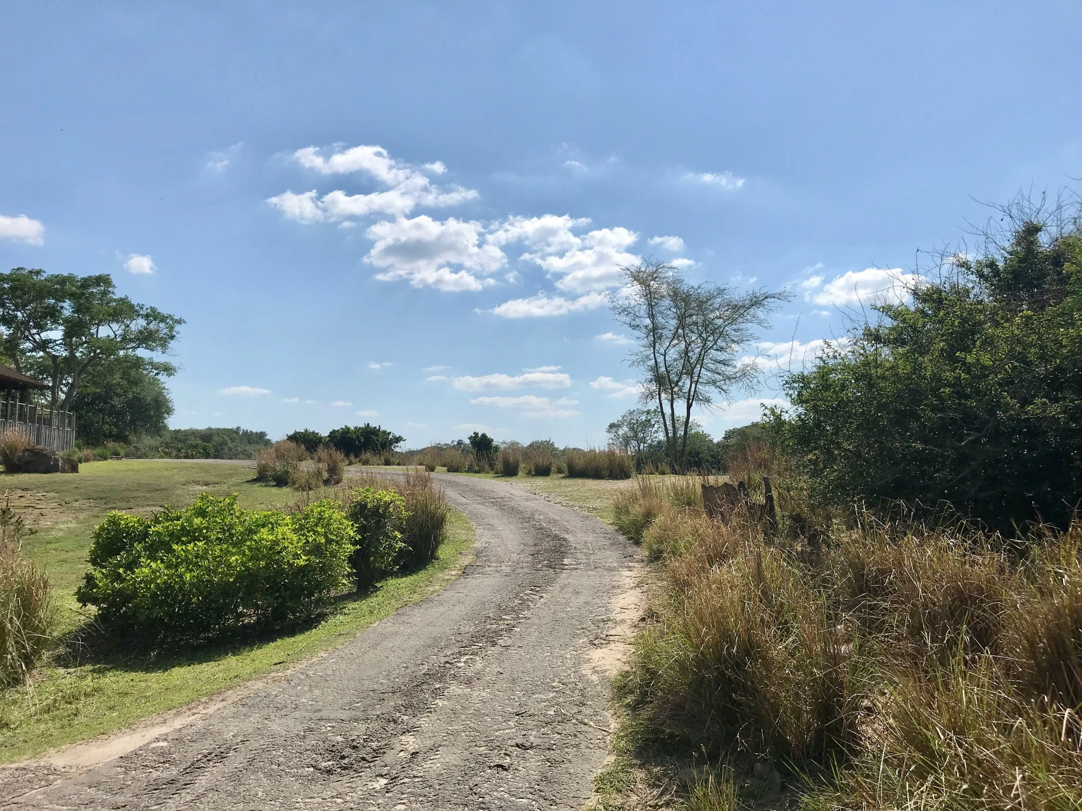 the road is lined with shrubs and weeds