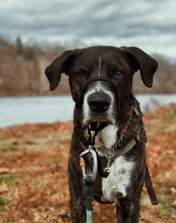 a dog is standing outside near some water