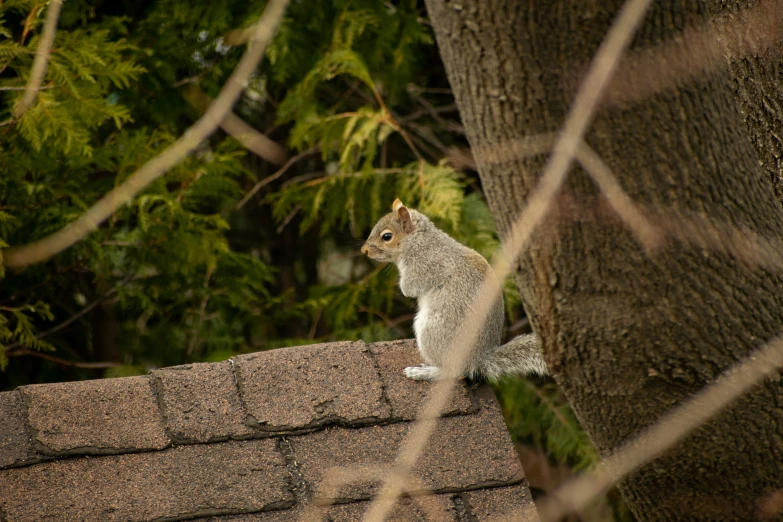 the squirrel on the roof is eating food from his hand
