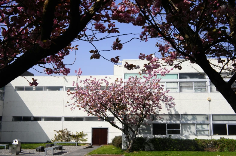 a pink tree in front of a white building with many windows