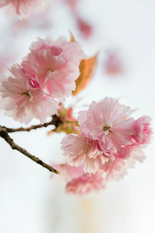 pink flowers that are in a vase