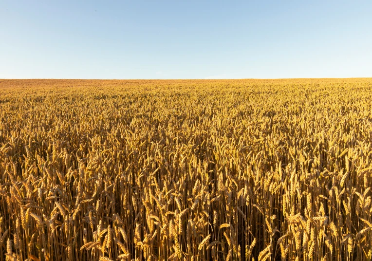 view of a big field of golden wheat