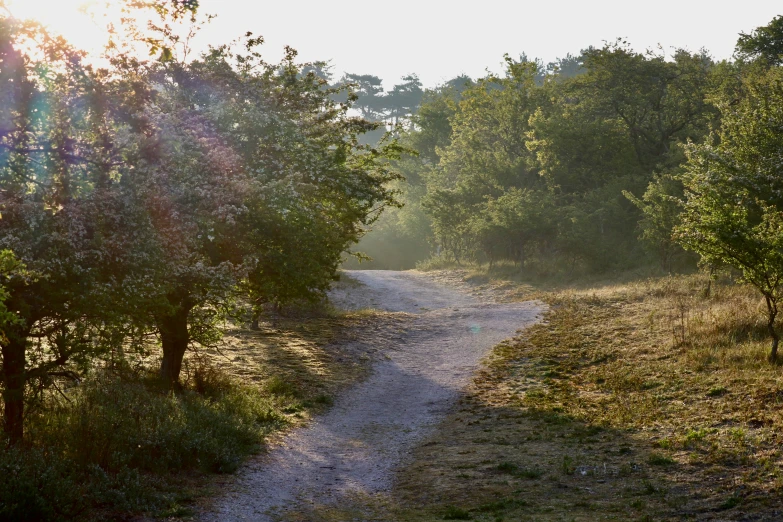 sun shines on the grass along a dirt path through the trees