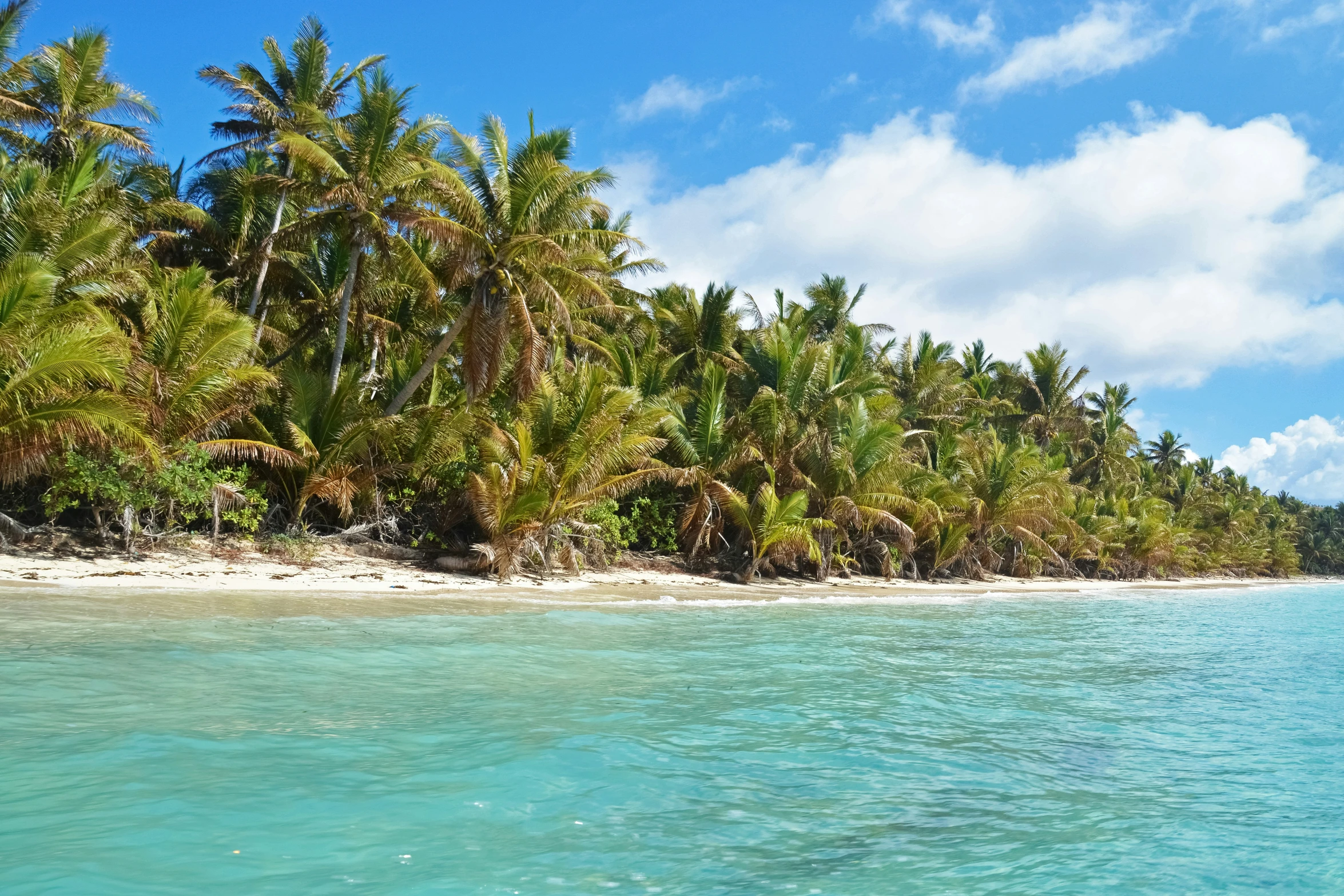 the tropical shore line has many palm trees