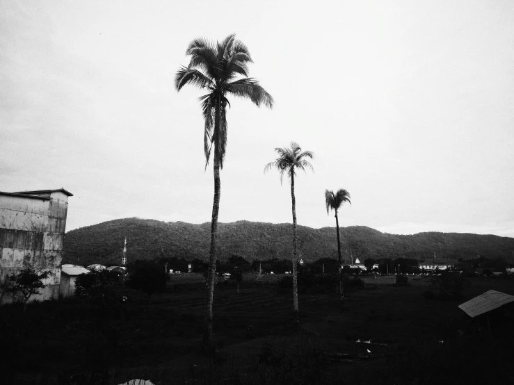 a black and white po of three palm trees