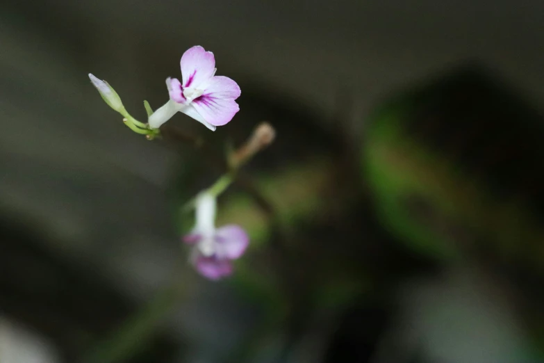 a single white and pink flower is shown