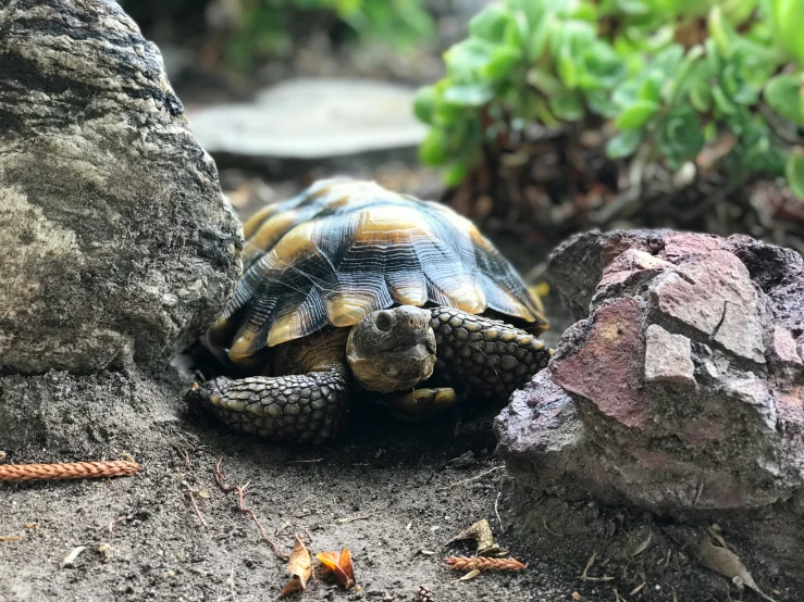 there is a turtle that is walking on the pavement