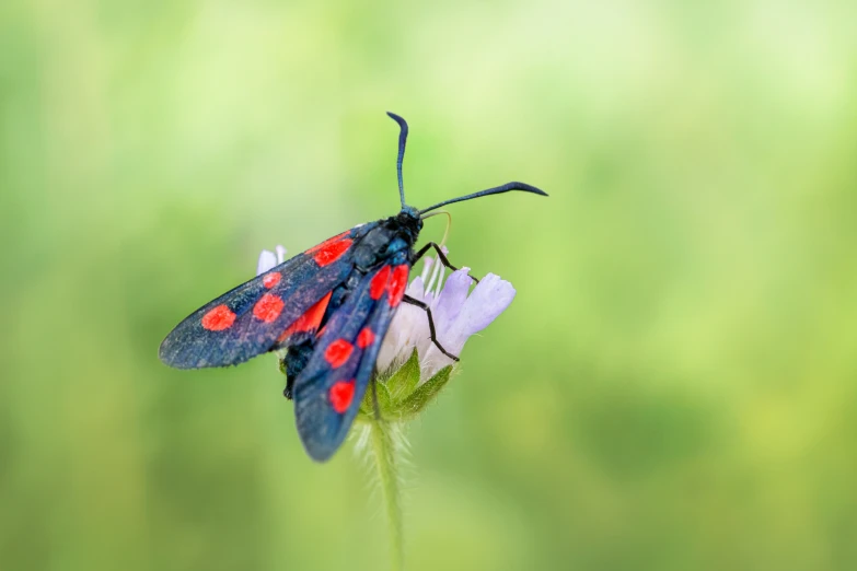 this is an image of a very nice red and blue insect