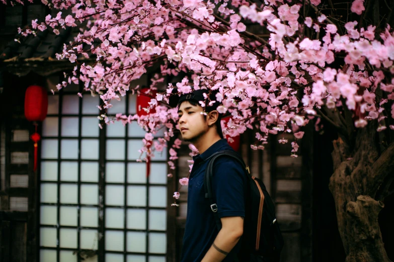 a man in black shirt under pink flower tree